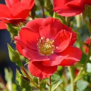 Róża okrywowa KESSE LIPPE - doniczka 2 l.