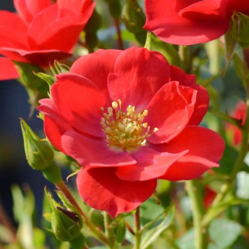 Róża, czerwona, kesse lippe, pusty kwiat, żółty środek, certyfikat ADR, grzegorz hyży, rozeogrodowe.pl.jpg