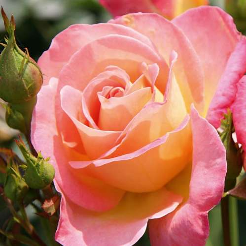 Łososiowa-żółta, inspiration, pełny kwiat, doniczka, sprzedaż, wysyłka, grzegorz hyży.jpg