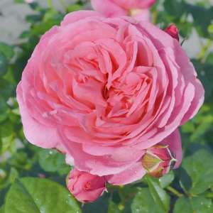 Róża parkowa FLASHLIGHT - doniczka 2 l.