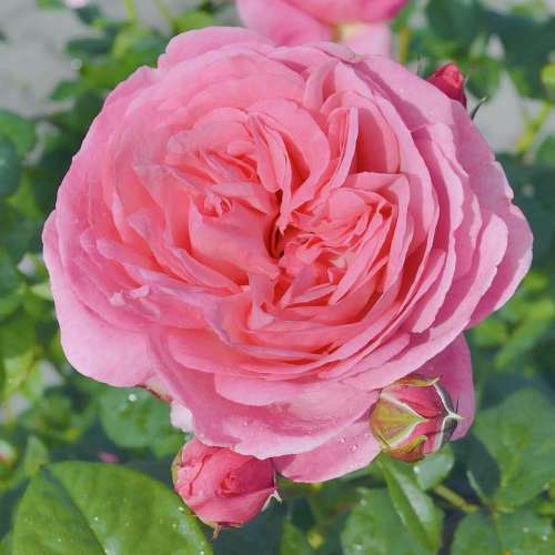 Róża różowa flashlight, pachnąca, pełny kwiat, róże ogrodowe, grzegorz hyży, noackrosen.jpg