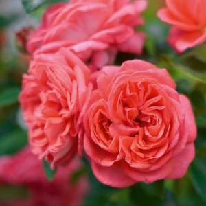 Róża rabatowa EVELIN - doniczka 2 l.