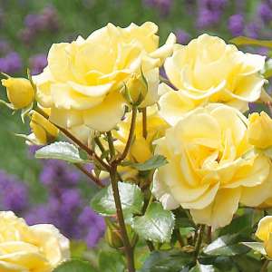 Róża rabatowa DEBUT - doniczka 2 l.