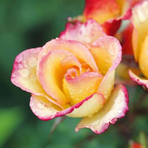 Róża parkowa Comedy, półpłny kwiat, żółty kwiat z czerwoną obwódką, grzegorz hyży.jpg