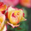Róża parkowa Comedy, półpłny kwiat, żółty kwiat z czerwoną obwódką, szkółka róż.jpg