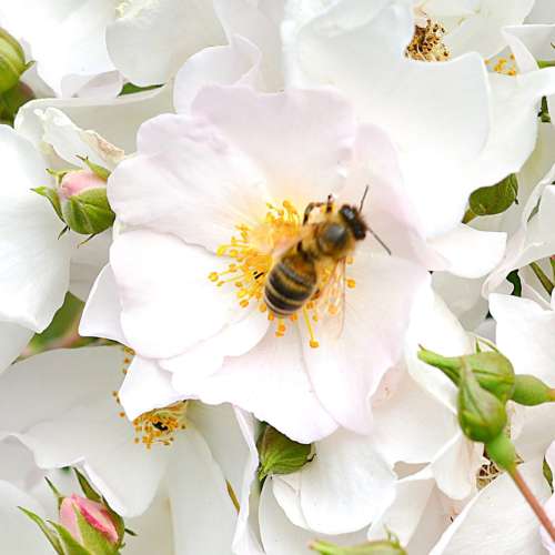 Apfelblute, biała róża, pusty kwiat, żółty środek, szkółka róż.jpg