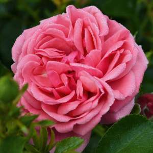 Róża rabatowa ALEA - doniczka 2 l.