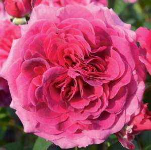 Róża wielkokwiatowa LAUDATIO - doniczka 2 l.