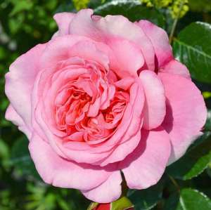 Róża wielkokwiatowa COMEBACK - doniczka 2 l.