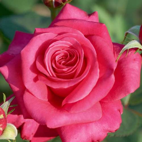 Charisma, czerwony, pełny, duży kwiat, intenstywnie pachnąca, grzegorz hyży, szkółka róż rozeogrodowe.pl.jpg