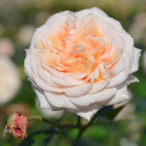 Róża wielkokwiatowa AUDIENZ - doniczka 2 l.