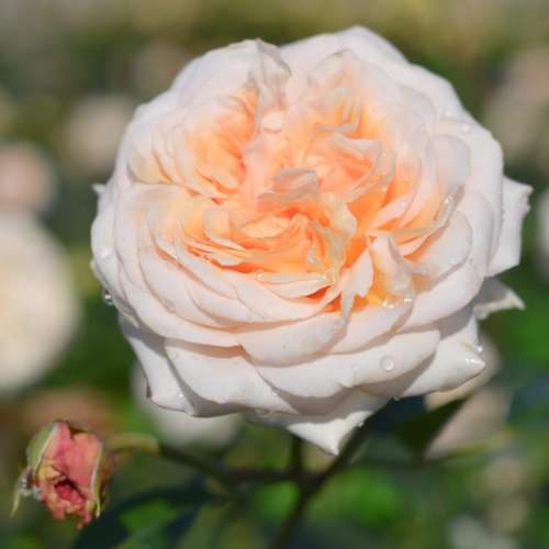 Audienz, róża kremowo-morelowa, pełn duży kwiat, sprzedaż, grzegorz hyży.jpg