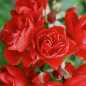 Róża okrywowa SORRENTO- Doniczka 2 l. 