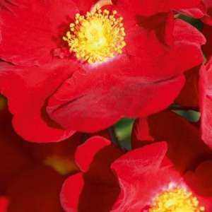 Róża okrywowa ALCANTARA- doniczka 2 l. 