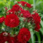 Róża pienna CRIMSON SILUETTA 90 cm - goły korzeń klasa A