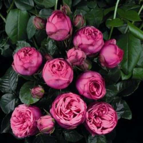 roza-rozowa-wielkokwiatowa-pink-piano-krzewy-szkolka-hyzy.jpg