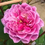 Róża pienna ROMANTIC SILUETTA 90 cm - goły korzeń klasa A