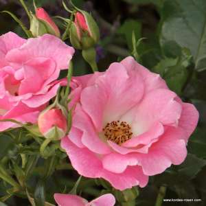 Róża pienna ROSELINA® 90 cm