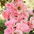 Roselina_wabi owady, naturalistyczne ogrody