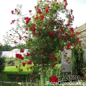 Róża pnąca SYMPATHIE® - doniczka 2 l.