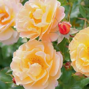 Róża okrywowa SEDANA- doniczka 2 l. 