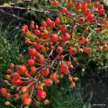 Róża pnąca Natura silueta-rozeogrodowe.pl-szkółka więckowice-kordes-jasne kwiaty-czerwone owoce-grzegorz hyży