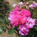 Ile de Fleurs-róża parkowa, różowa, fioletowa, puste kwiaty, żółte pręciki, soliter, na rabatę, rabata, szkółka róż, Więckowice, Grzegorz Hyży, róże ogrodowe, goły korzeń klasa A