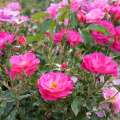 Ile de Fleurs- róża parkowa, różowa, fioletowa, żółte pręciki, szkółka róż, krzewy ozdobne, róże pachnące, odporne, wysoka zdrowotność, kordes, polska szkółka, rozeogrodowe.pl