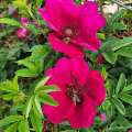 Strandperle nordeney miododajny kwiat w kolorze purpura rosa rugosa, wabi owady