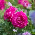 Wild Edric- róża parkowa/angielska, wysoka, szeroko krzewiąca, może być posadzona przy płocie. David Austin Roses