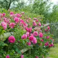 Wild Edric- róża pachnąca, z widocznym środkiem, świetna na ogrodzenie- David Austin Roses