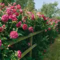 Wild Edric- róża angielska o pięknych, dużych kwiatach i szpiczastych liściach. Odporna na mrozy i choroby - David Austin Roses