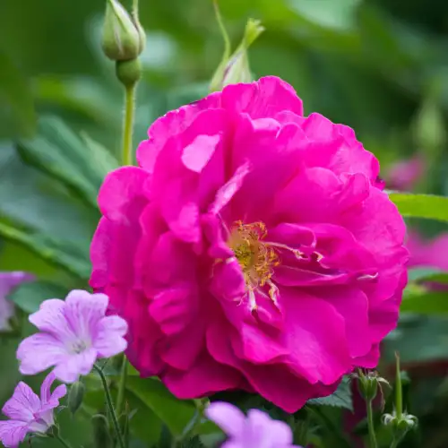 Wild Edric- róża angielska, krzaczasta dostępna w szkółce RozeOgrodowe.pl Grzegorz Hyży