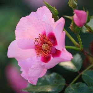 Róża okrywowa ORIENTA FARINA - doniczka 2 l.