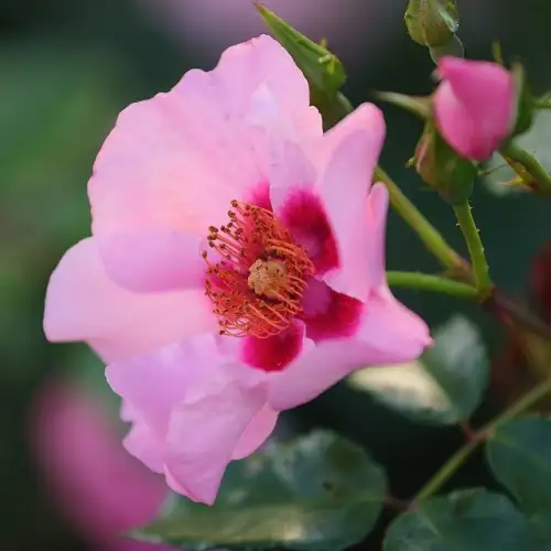 roża okrywowa orienta farina, różowa z oczkiem, pojedynczy kwiat, zbliżenie na kwiat, rożeogrodowe.pl, grzegorz hyży, więckowice, szkółka