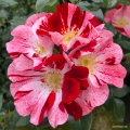 Róża Simsalabim- rabatowa odmiana o ciekawym ubarwieniu firmy Kordes Rosen.png