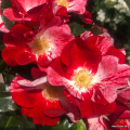 Róża rabatowa Simsalabim- Kordes Rose, czerwono-biała róża, która pięknie rozświetli ogród, szkółka Więckowice.png