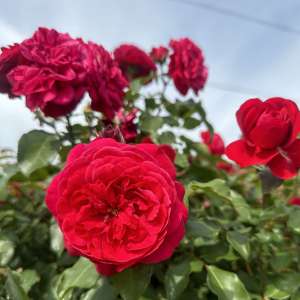 Róża rabatowa MONA LISA - doniczka 2 l.