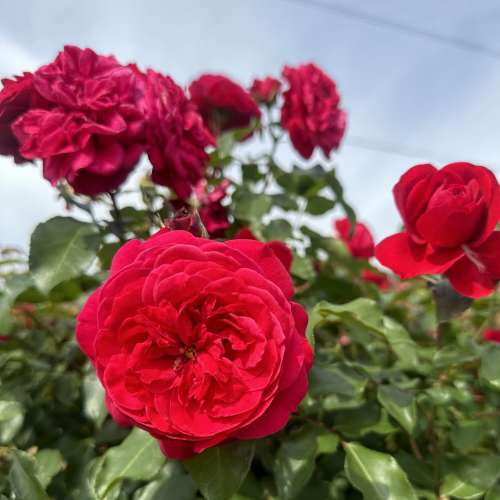 Mona Lisa, zbliżenie, szczegół, detal, szkółka, róża pienna.JPG