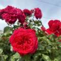 Mona Lisa, zbliżenie, szczegół, detal, szkółka, róża pienna.JPG
