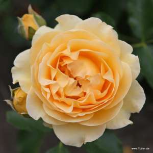 Róża rabatowa SPOTLIGHT - doniczka 2 l.