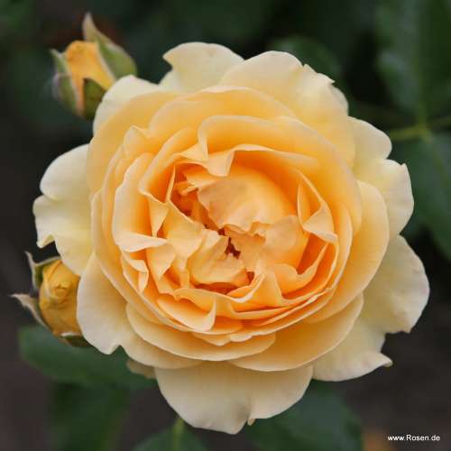 róża rabatowa spotlight, zbliżenie na kwiat, żółty kwiat, szkółka więckowice, różeogrodowe.pl, hyży, grzegorz hyży