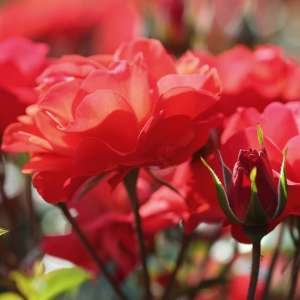 Róża rabatowa WESTPOINT - doniczka 2 l.