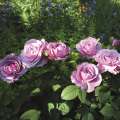 roza-lavender-ice-odmiana-kwiaty-rabata-szkolka.jpg