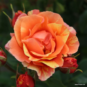 Róża rabatowa LOLLIPOP - doniczka 2 l.