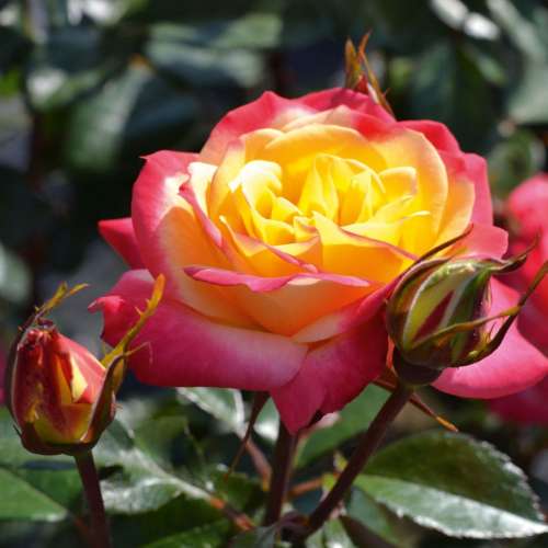 Euphoria- róża rabatowa o lekkim zapachu firmy Noack Rosen, szkółka RozeOgrodowe.pl Więckowice.jpg