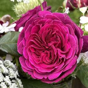 Róża wielkokwiatowa DEEP SECRET - doniczka 2 l.