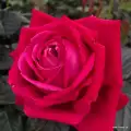 Ruby Kiss- róża wielkokwiatowa w czerwonym kolorze o lekkim zpachu.webp