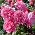 Elbflorenz- róża wielkokwiatowa, różowa, pełne kwiaty i piękny zapach, hodowca Meilland.jpg