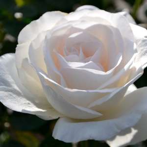 Róża wielkokwiatowa A PERFECT DAY - doniczka 2 l.